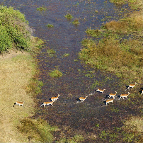 Red Lechwe (Kobus leche leche), running in a freshwater marsh, aerial view, Okavango Delta, Botswana