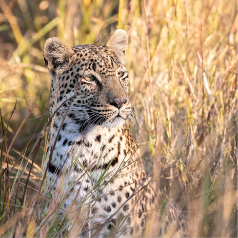 Leopard. Okavango Delta, Botswana, Africa