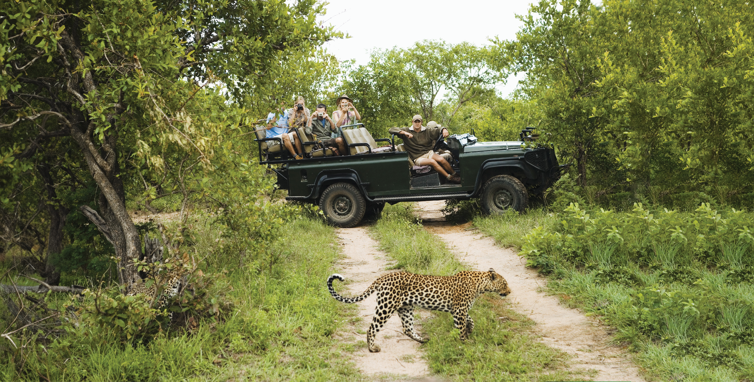 Leopard (Panthera pardus) crossing road with tourists in jeep in background
