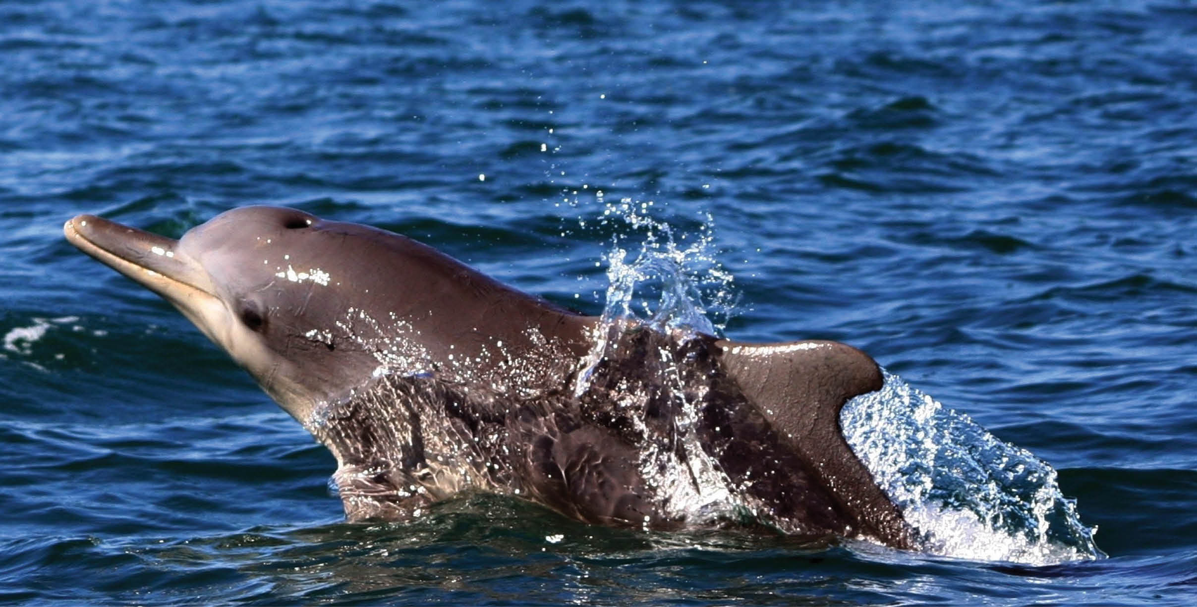 Sousa Chinensis (Humpback Dolphin) surfacing in South Africa