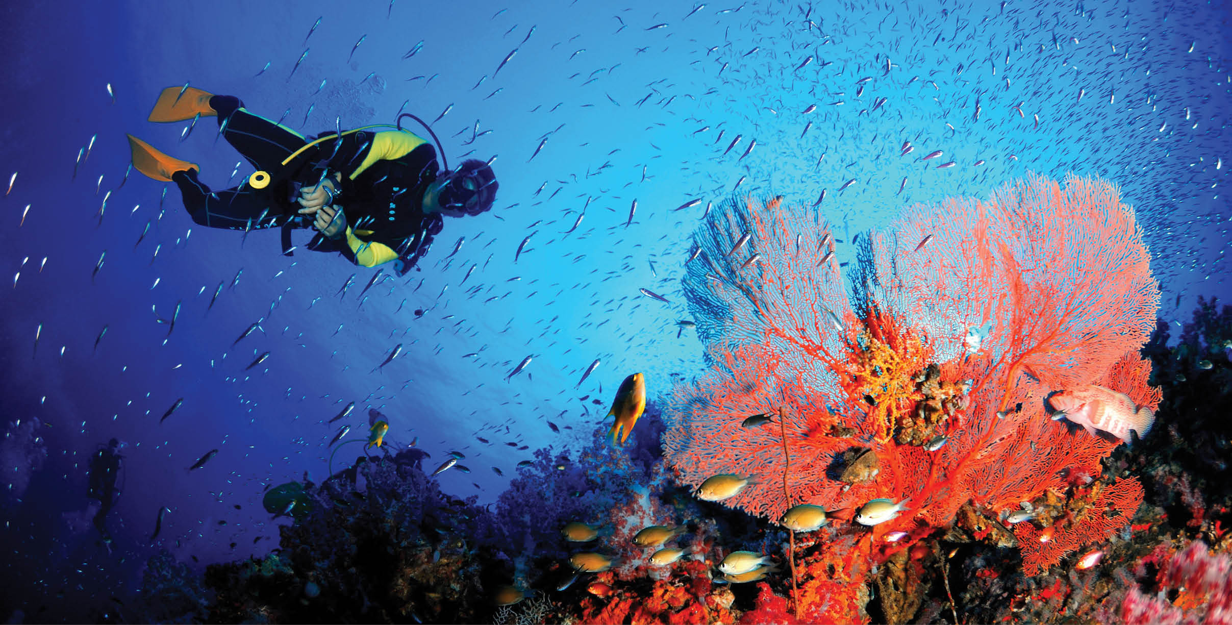 A scuba diver with amazing sea fan in the magnificent underwater world.