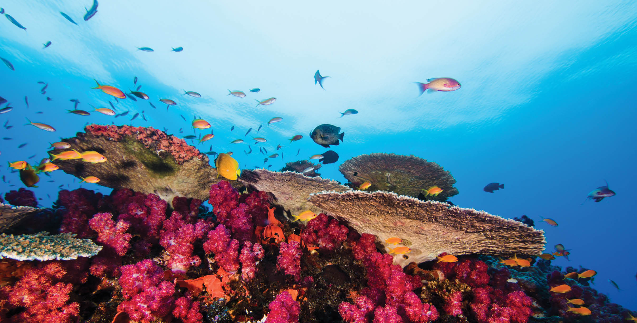 Bright coral reef scene of pink Thistle soft corals and Plate coral, with some small fish swimming around
