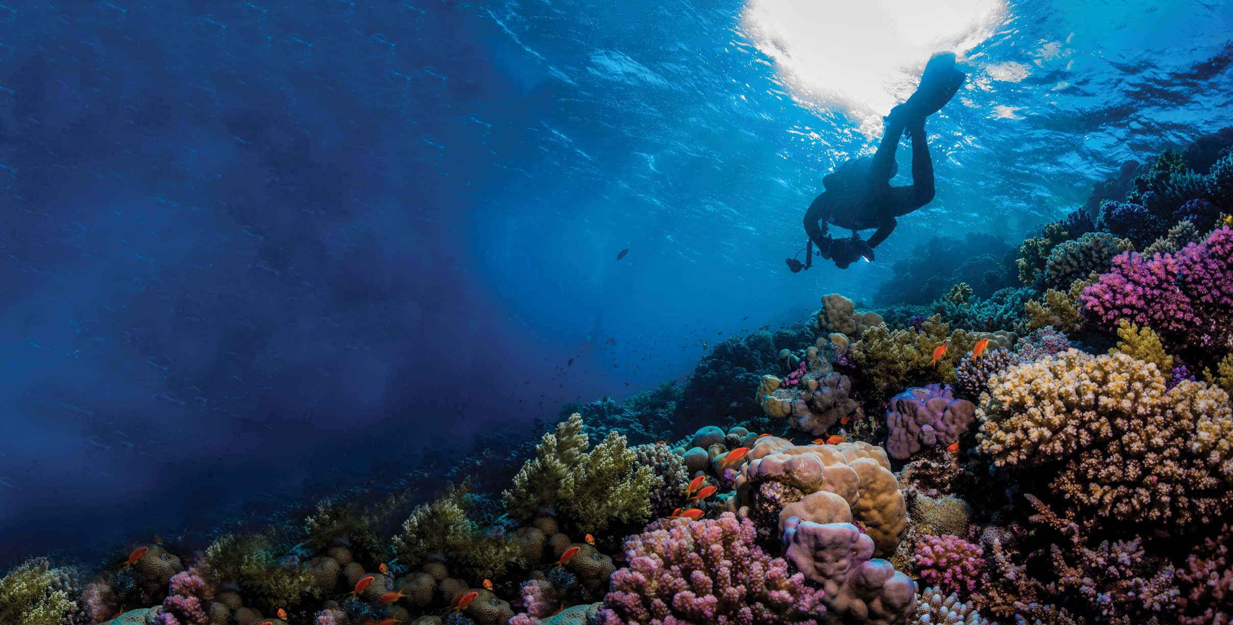 Underwater photographer over the coral reef. Southern Red Sea. 