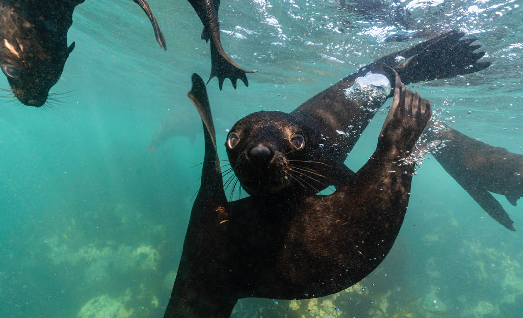 cape fur seal cub playing around underwater