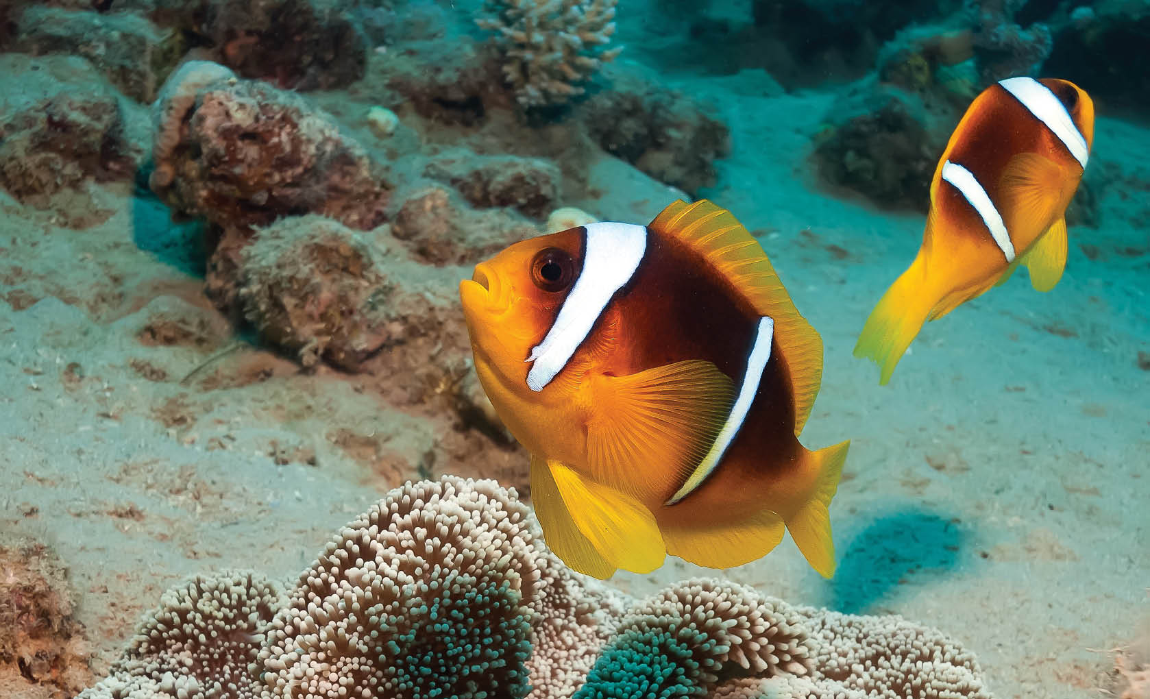 Two clownfish swimming around their Haddon's Anemone home