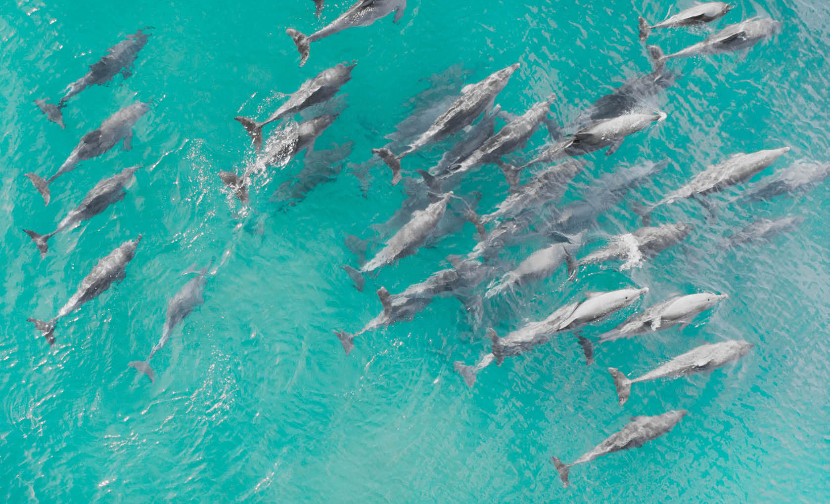 Aerial close up of a dolphin pods swimming in tropical warm blue water. Beautiful marine mammal endangered species 