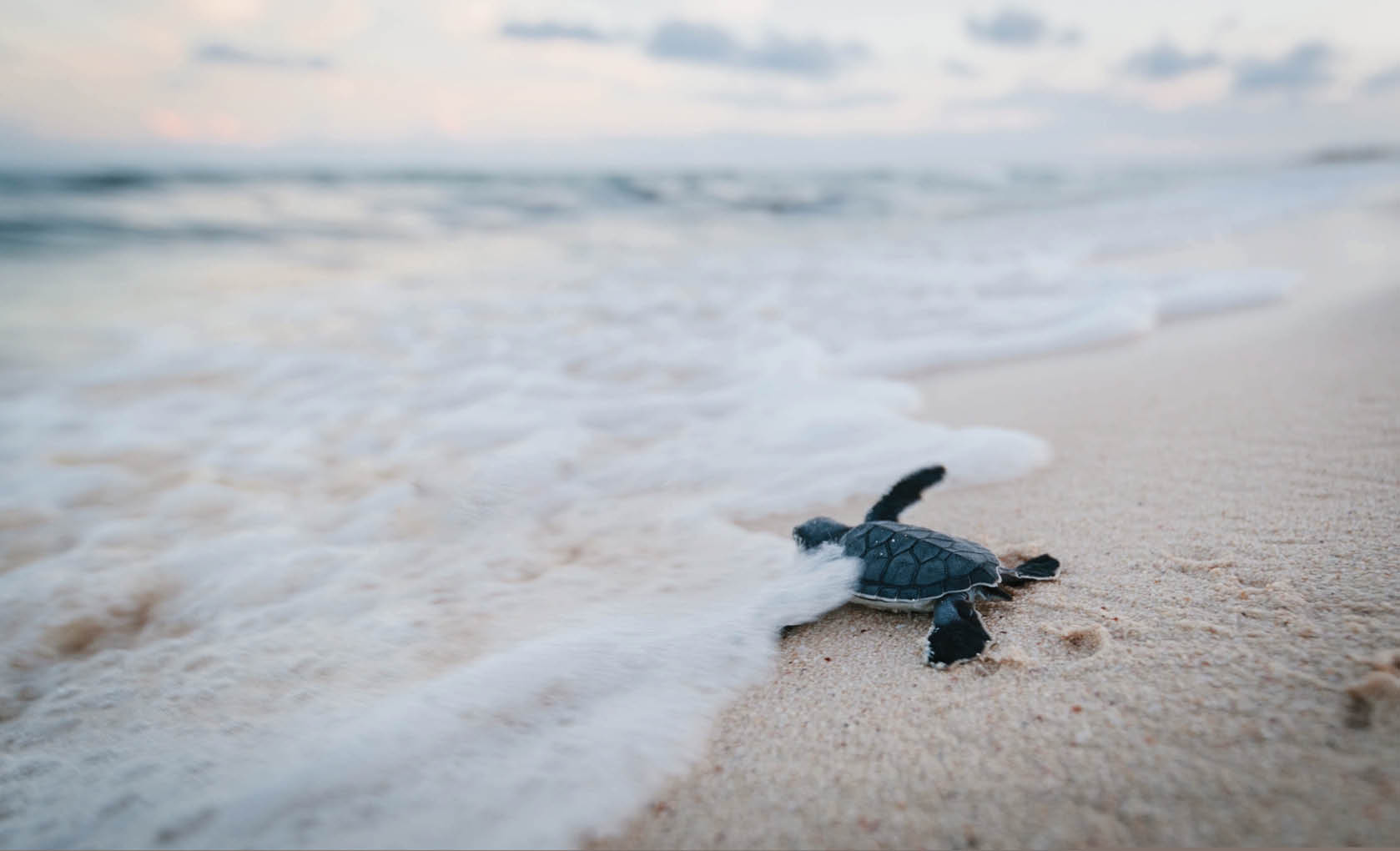 Baby Sea Turtle Just Born First Steps into ocean Mexico