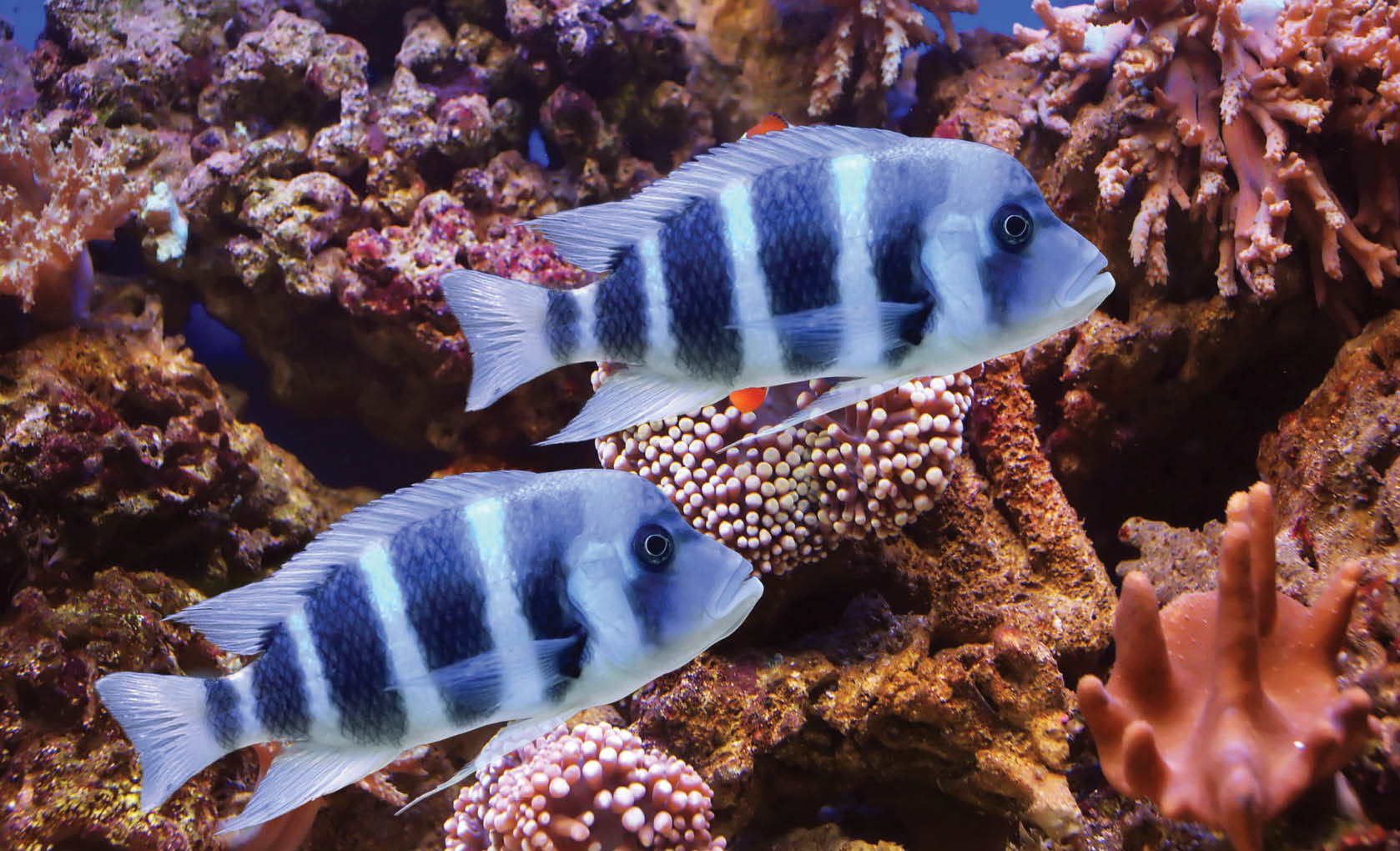 Colorful cichlid from lake malawi, Africa