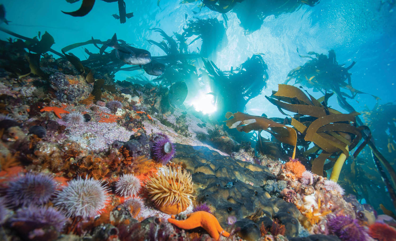 Colourful kelp forest surrounding Cape Town, South Africa