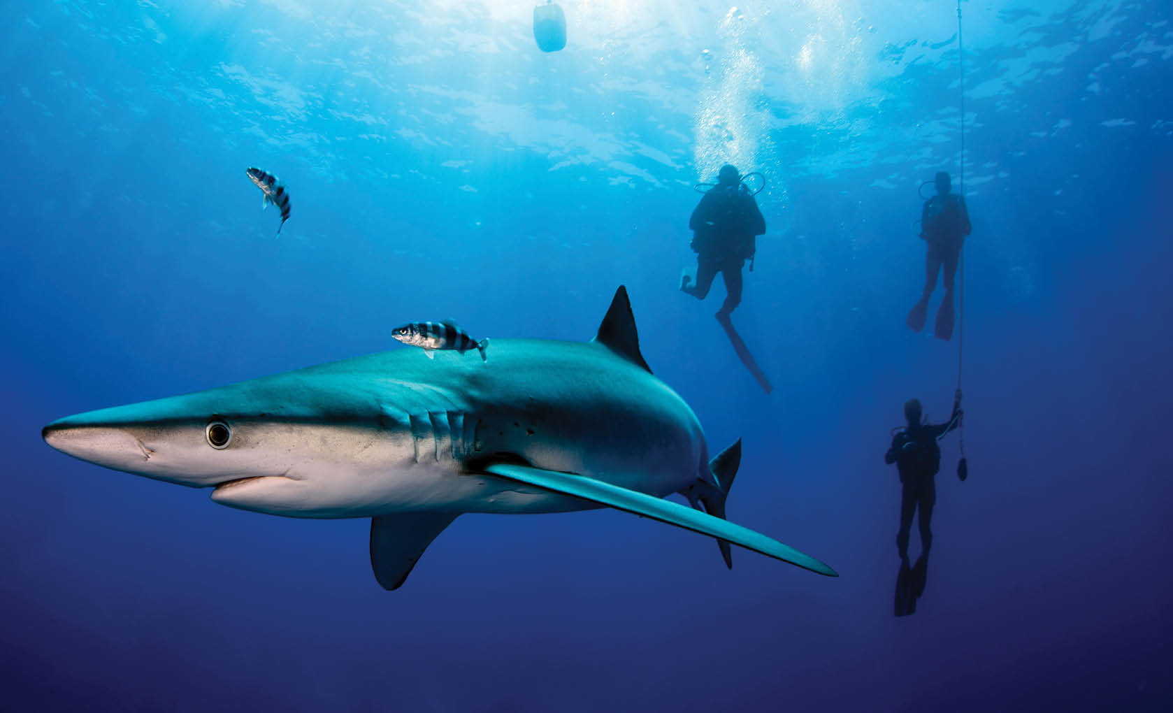 Blue shark in blue water. A shark in its native element.