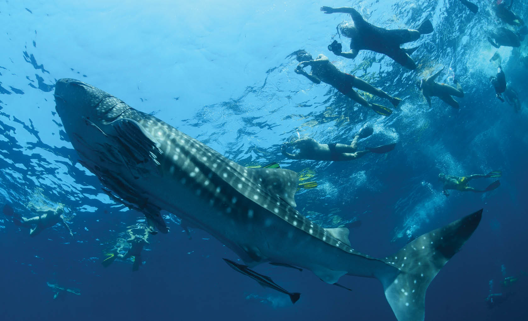 Whale shark