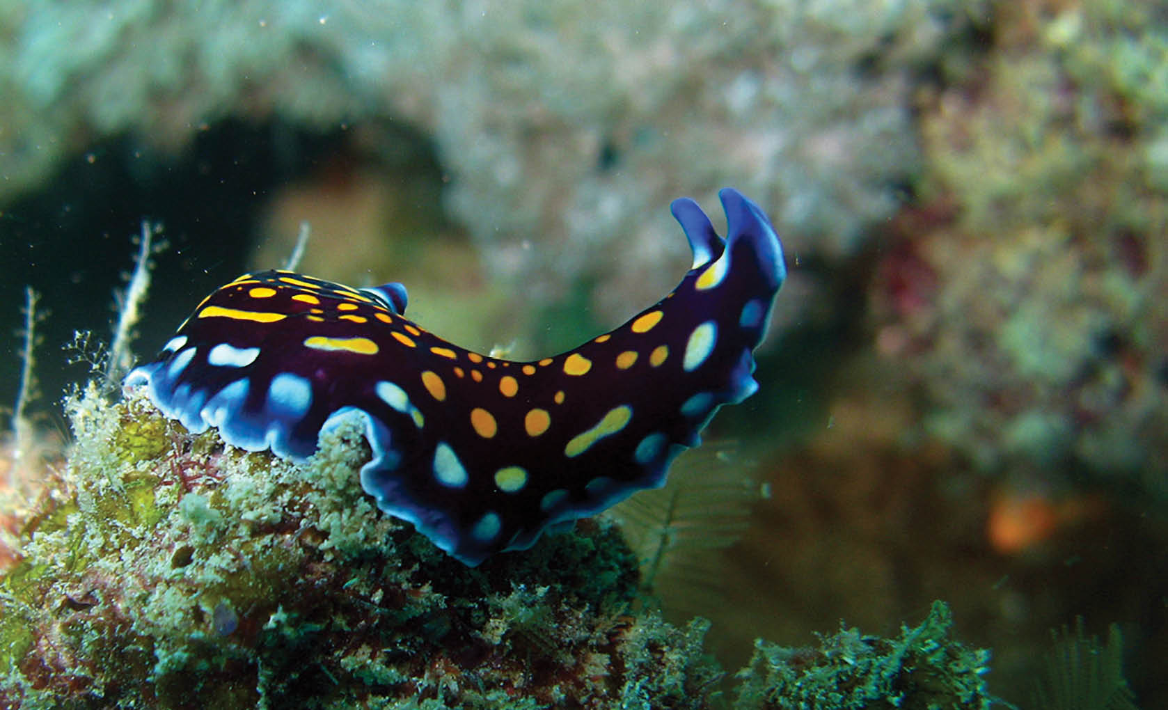 The flatworms, flat worms, Platyhelminthes, or platyhelminths are a phylum of relatively simple bilaterian, unsegmented, soft-bodied invertebrates
