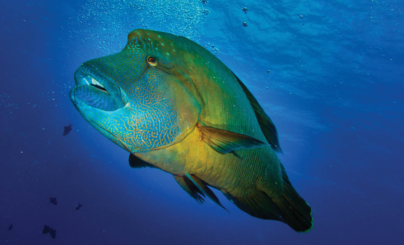 Curious Napoleon wrasse With a blue background - Palau