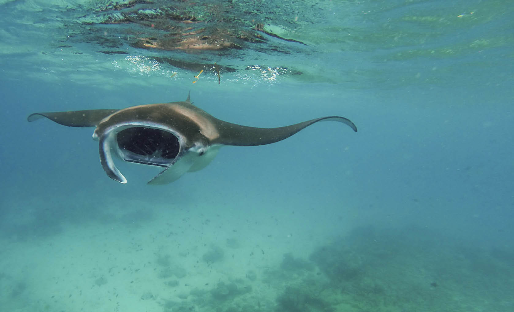 Giant manta ray eating plankton in water of Mozambique Channel Tofo