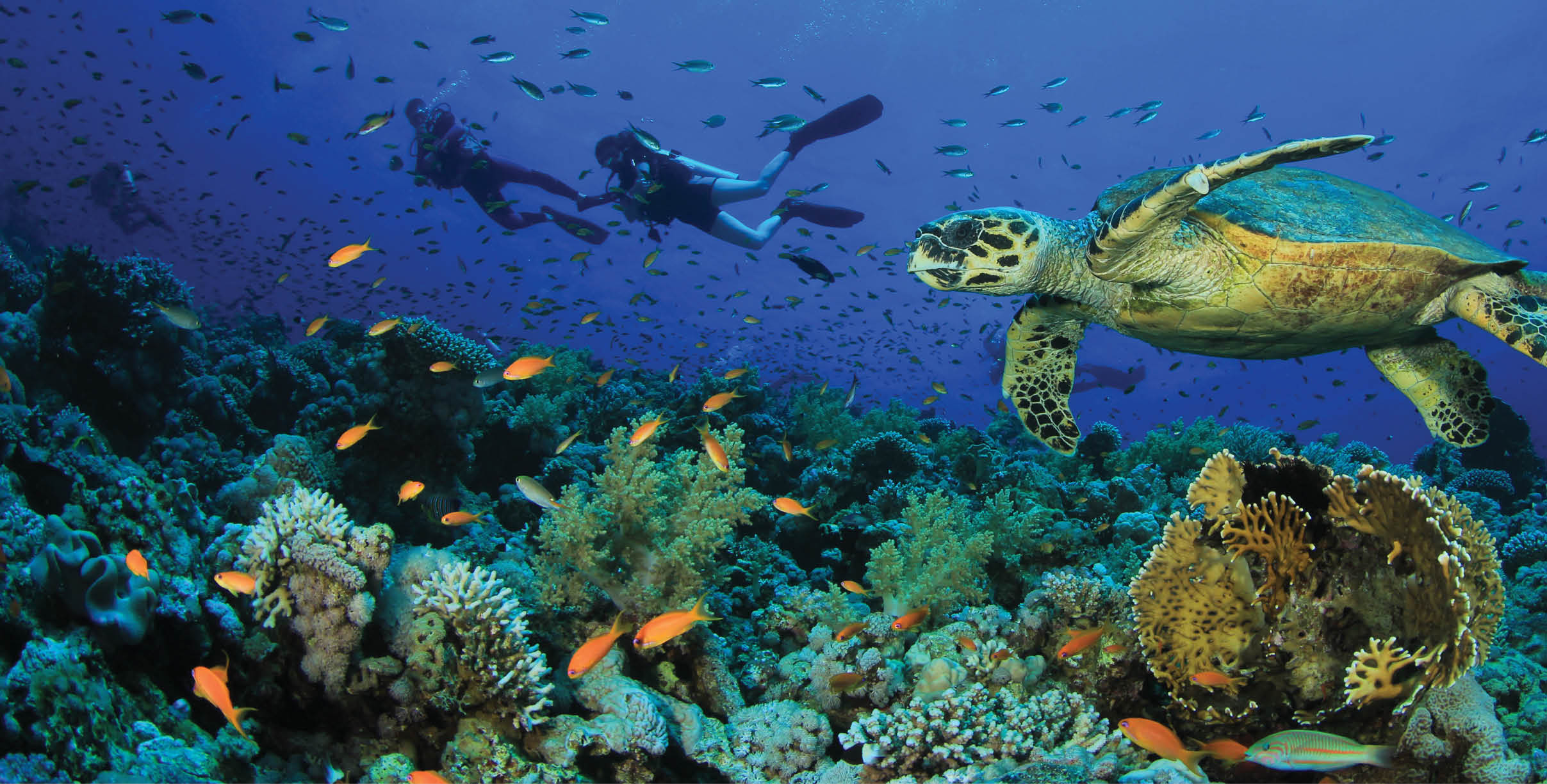 Hawksbill Sea Turtle and Scuba Divers exploring a Coral Reef