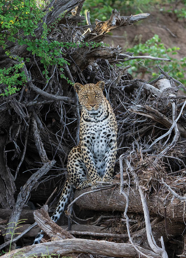 Leopard (Panthera Pardus) resting in a dry riverbed in a Game Reserve in the Tuli Block in Botswana    