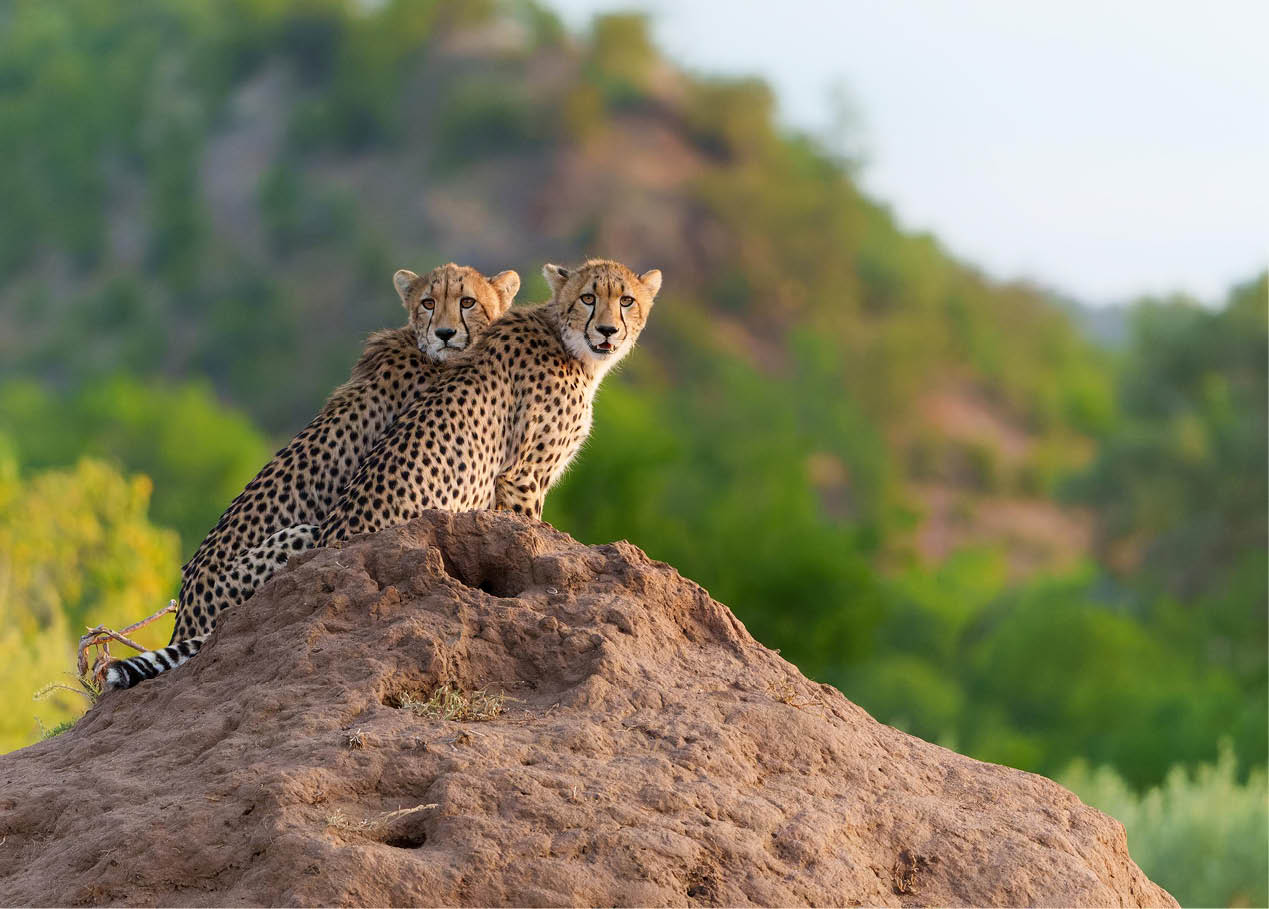 Cheetah (Acinonyx jubatus) sub adult walking, climbing and playing in the late afternoon in a Game Reserve in the Tuli Block in Botswana                                                