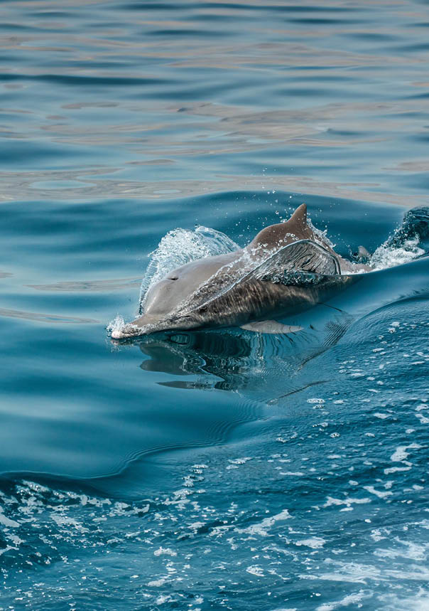 dolphins in a coastal waters of Musandam