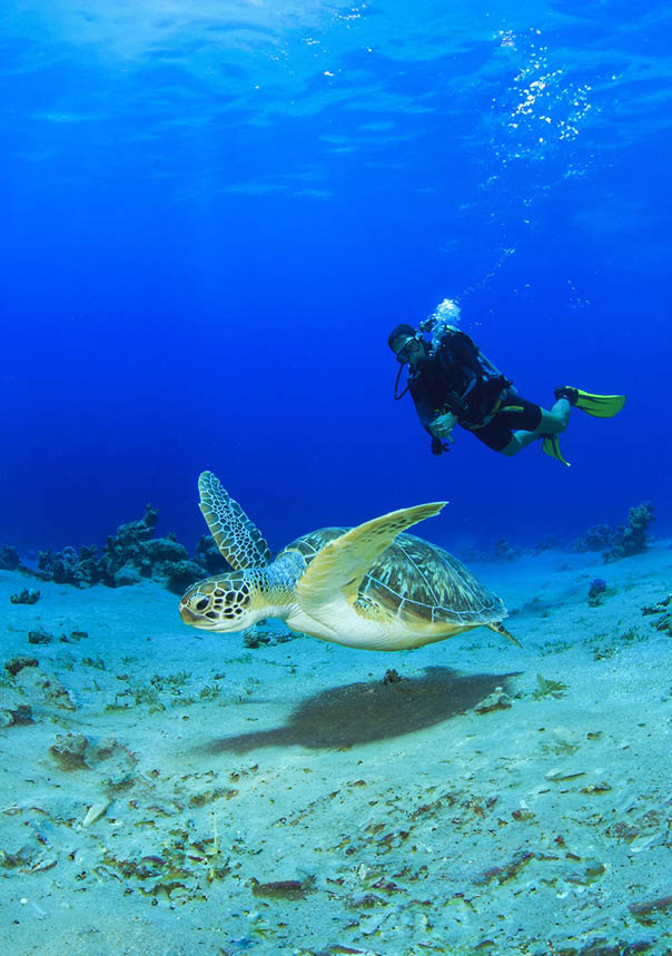 Green Sea Turtle and Scuba Diver