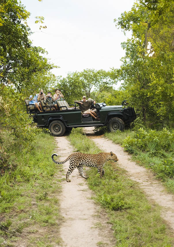 Leopard (Panthera pardus) crossing road with tourists in jeep in background