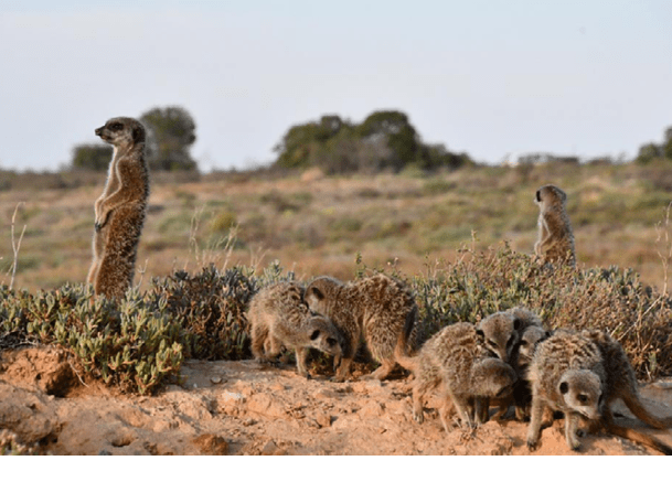 Meerkat Family in Oudtshoorn | South Africa