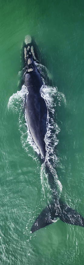 Top view of Southern Right Whales in Hermanus, Cape Town South Africa