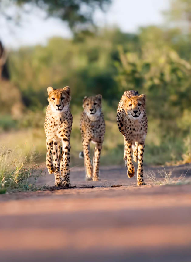 Three young Cheetahs. Taken in Kruger, South Africa