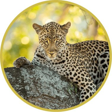 Vertical portrait of a leopard lying in tree in Kruger Park in South Africa