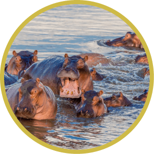 A group of common hippopotamus (Hippopotamus amphibius), or hippo, in the South Luangwa river, South Luangwa, Zambia, Africa