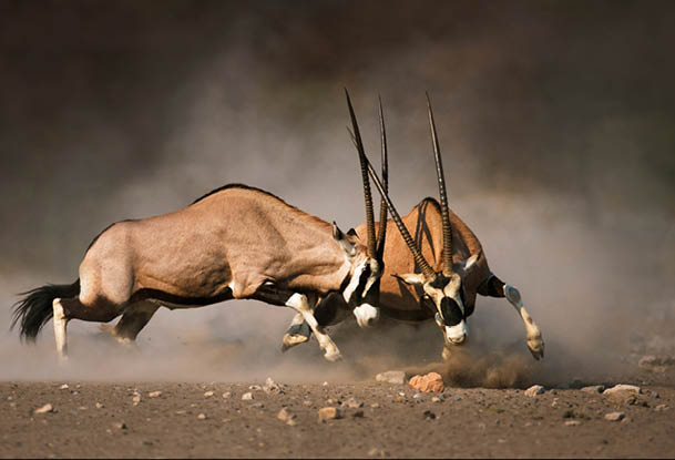 Intense fight between two male Gemsbok on dusty plains of Etosha