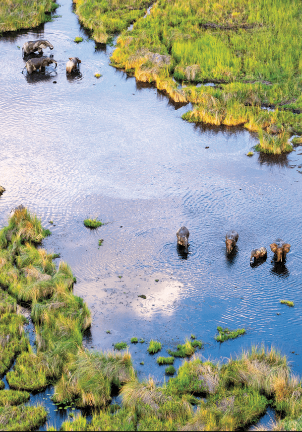 Aerial view to bush of delta Okavango with elephant.