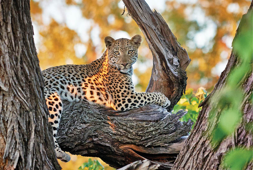 Weiblicher Leopard (Panthera pardus), Chitabe, Okavangodelta, Botswana, Botsuana, Afrika |female Leopard (Panthera pardus), Chitabe, Okavango Delta, Botswana, Africa|