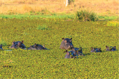 Botswana. Okavango Delta. Khwai Concession. Herd of hippos (Hippopotamus amphibius) in the Khwai river.