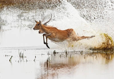 A group of Red Lechwe antelopes (Kobus leche) running through shallow water in Chobe National Park in Botswana.