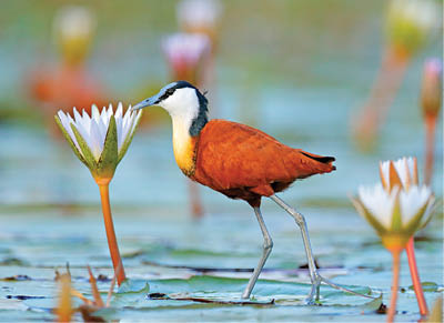 African jacana, Actophilornis africana, colorful african wader with long toes next to violet water lily in shallow water of seasonal lagoon, Botswana,Okavango delta. Bird with flower bloom.
