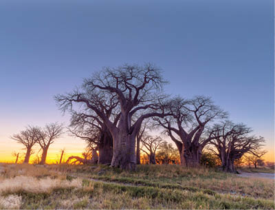 Baines Baobab trees at sunrise