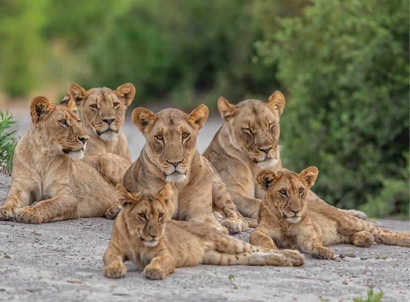 pride of lions resting, relaxed lions, lion family with cubs relaxing