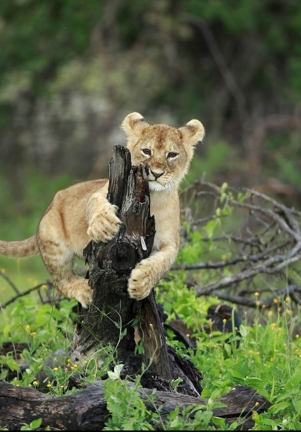 Lion cub play on little tree
