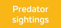 Predator sightings