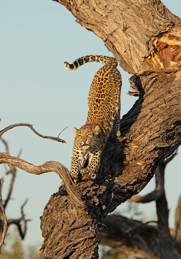 Vertical portrait of a leopard in tree stretching showing its claws in Khwai River in Okavango Delta in Botswana