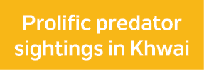 Prolific predator sightings in Khwai