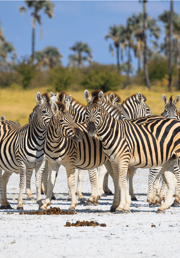 Zebras migration in Makgadikgadi Pans National Park - Botswana