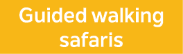 Guided walking safaris