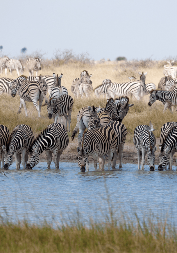 Zebras migration - Makgadikgadi Pans National Park - Botswana