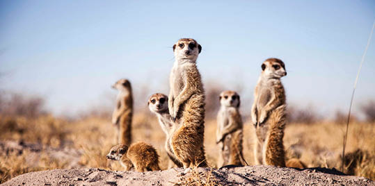 Jacks Camp, Uncharted Africa, David Crookes