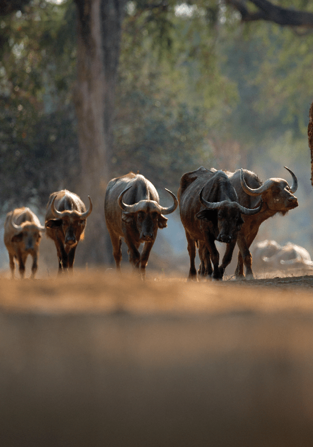 Herd of African Buffalo, Cyncerus cafer, in the dark forest, Mana Pools, Zimbabwe in Africa. Wildlife scene from Africa nature. Big animal in the habitat.