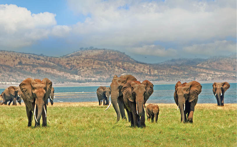 Parade of elephants walking towards camera in Matusadona National Park, on the edge of Lake Kariba with a mountain and blue sky backdrop - Zimbabwe, Southern Africa