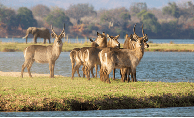 Waterbuck on island