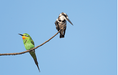 Blue-cheeked bee-eater and pied kingfisher on branch with clear blue sky background