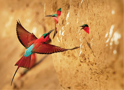 Beautiful red bird - Southern Carmine Bee-eater - Merops nubicus nubicoides flying and sitting on their nesting colony in Mana Pools Zimbabwe, Africa.